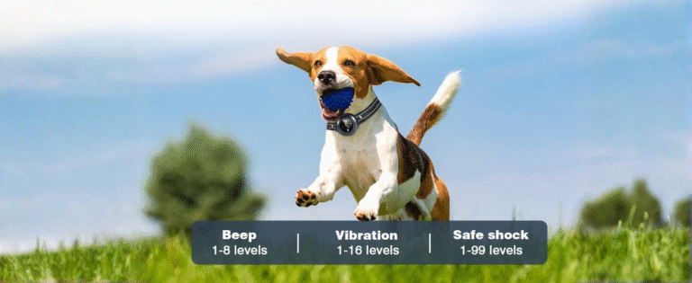 Untitled design 6 12 IndoorGuru